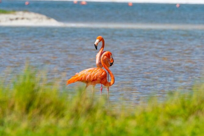 Coloradas Pink Lagoon Adventure from Playa del Carmen and Riviera Maya - Pickup, weather, and cancellation details