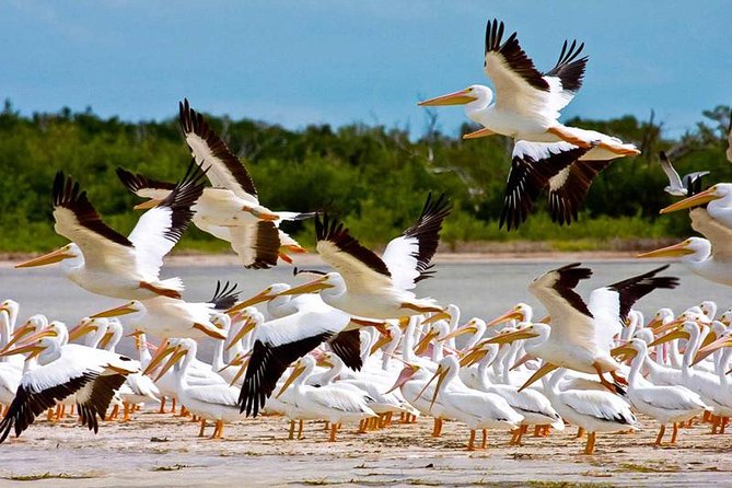 Contoy Island - Two hours on Isla Contoy