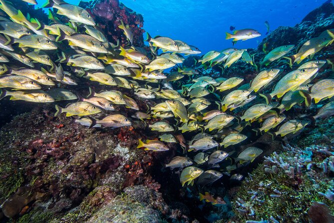 Cozumel Dive Package - Certified Divers from the Riviera Maya (4 dives) - Day 2: ferrying to Cozumel and the Marine Park