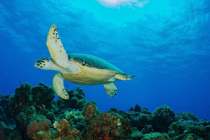 Cozumel Dive Package - Certified Divers from the Riviera Maya (4 dives) - Certification, fitness, and medical rules