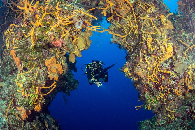 Cozumel Dive Package - Certified Divers from the Riviera Maya (4 dives) - Who will get the most from this package