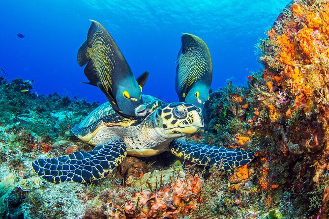 Cozumel Dive Package - Certified Divers from the Riviera Maya (4 dives) - Day 1: settling in on the Riviera Maya reefs