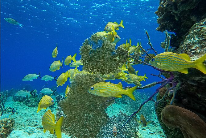 Cozumel Private Yacht and Snorkel with Lunch and Open Bar Onboard - What the $2,720 price really buys