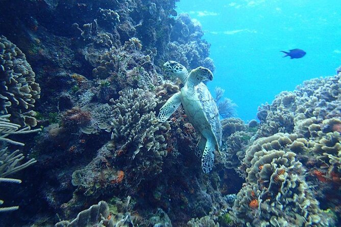 Cozumel Snorkel at El Cielo & 2 Reefs! Transportation from Tulum - What the morning from Tulum feels like