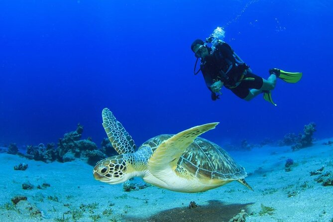 Discover Scuba Diving & Beach Club with Transportation In Riviera Maya - Shallow-water practice before the main session