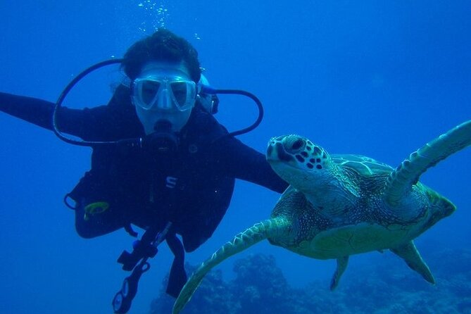 Discover Scuba Diving & Beach Club with Transportation In Riviera Maya - Who should choose this experience