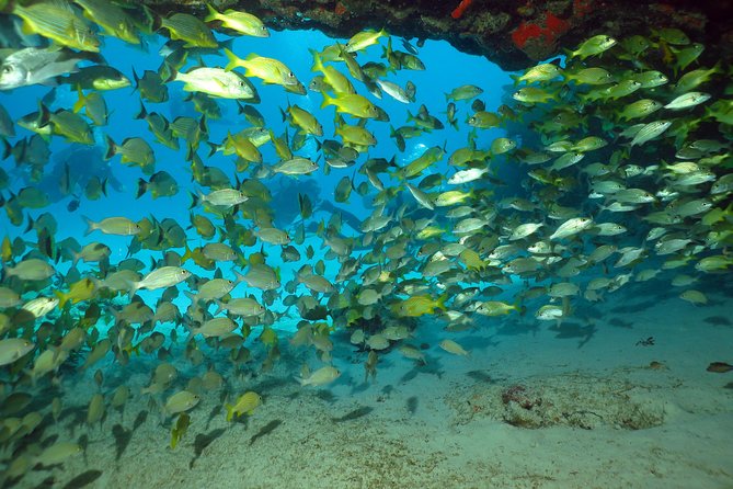 Discover Scuba Diving Course in Playa del Carmen with Two Coral Reef Dives - Noon to 4:00 p.m. at two shallow reefs