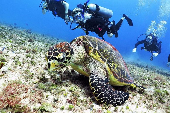 Discover Scuba Diving Course in Playa del Carmen with Two Coral Reef Dives - Practical preparation for a smoother day