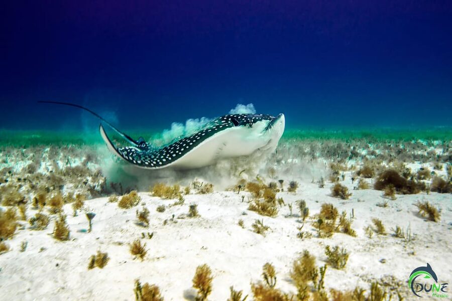 Discover Scuba Diving in Playa del Carmen - 2 dives - Who will enjoy this experience most