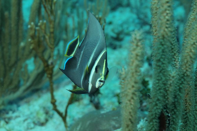 Discover Scuba Diving PADI in Playa del Carmen including underwater video - Timing your booking around flights