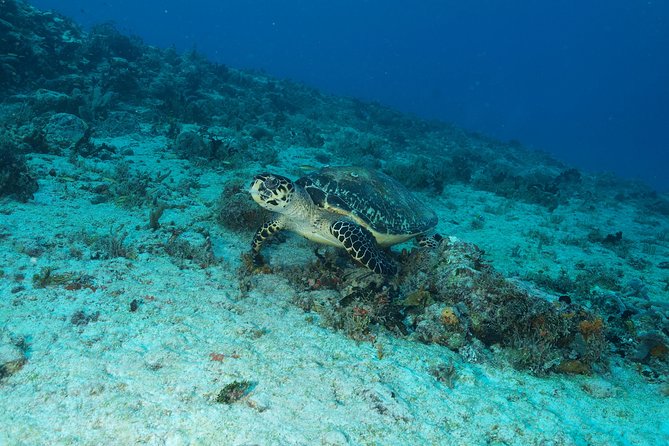 Discover Scuba Diving PADI in Playa del Carmen including underwater video - Who will get the most from this course?