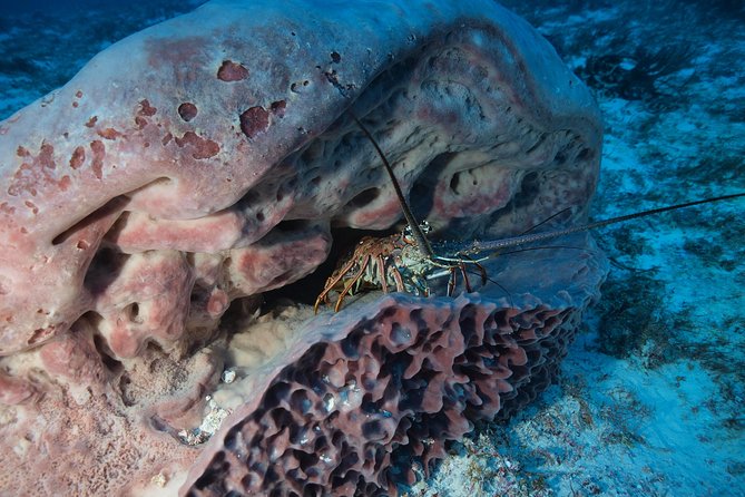Discover Scuba Diving PADI in Playa del Carmen including underwater video - Small details that make the morning easier