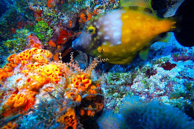 Discover Scuba Diving PADI in Playa del Carmen including underwater video - Should you book Discover Scuba PADI in Playa del Carmen?