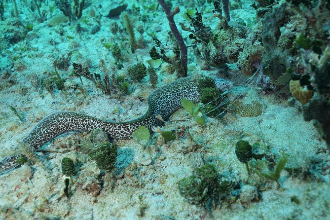 Discover Scuba Diving PADI in Playa del Carmen including underwater video - Two ocean sessions and what you may see
