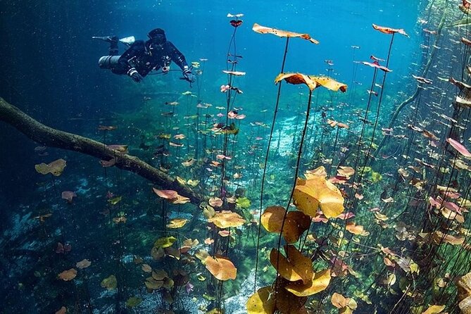 Dive into Tulum: Tour 3 Cenotes, from Riviera Maya - The real price is $68 before drinks