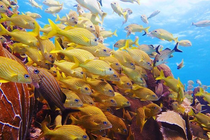 Diving in Cancun Underwater Museum of Art - Booking, cancellation, and practical checks