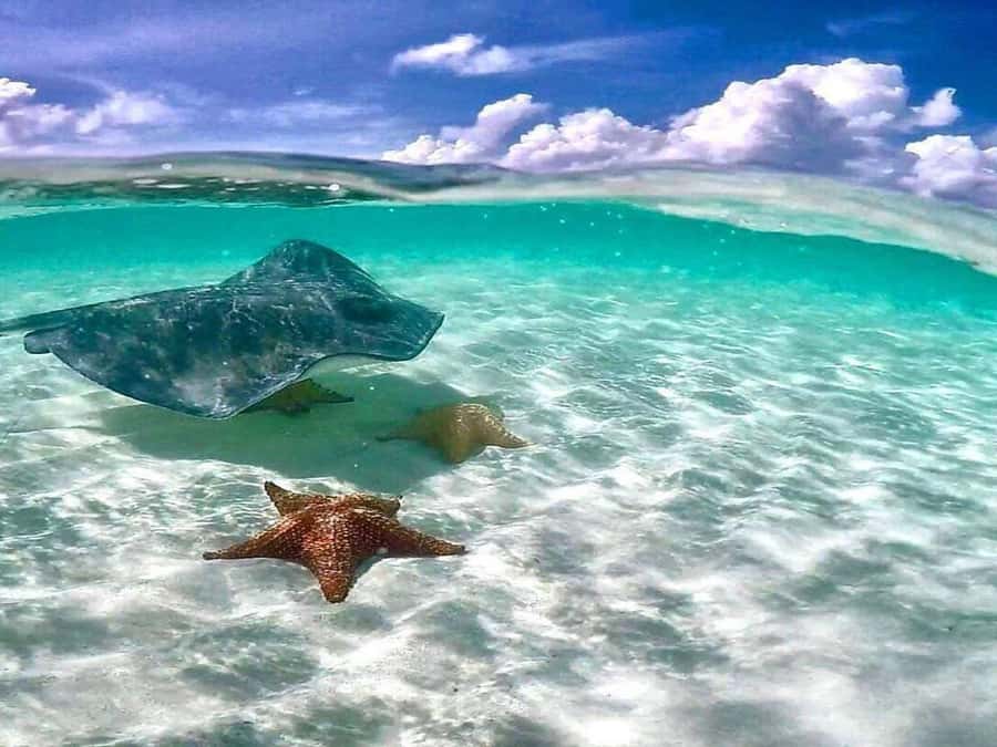 El Cielo and El Cielito in Cozumel with Beach Club, Food, and Open Bar - Is the $180 price fair?