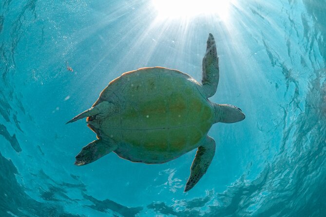 Exotik half a day tour: Cenote Cave and Swimming with Sea Turtles - Two very different water adventures in one morning
