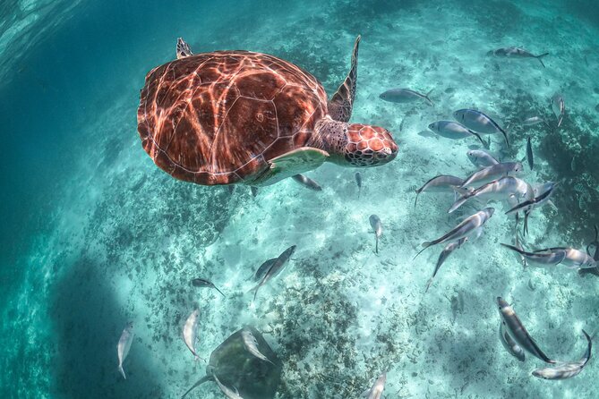 Exotik half a day tour: Cenote Cave and Swimming with Sea Turtles - Guides, vehicles, and group size