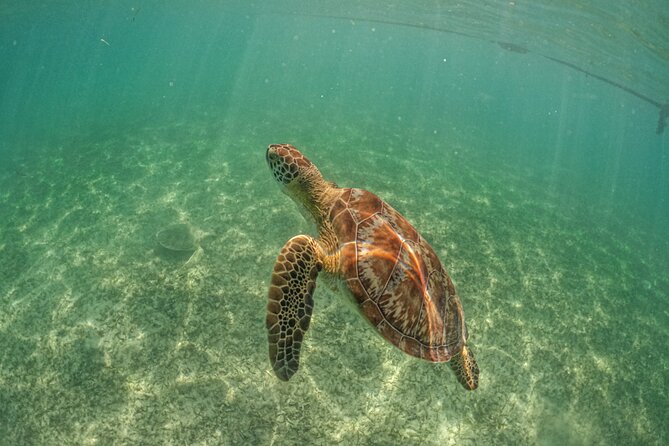 Exotik half a day tour: Cenote Cave and Swimming with Sea Turtles - Who should book this experience?