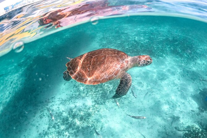 Exotik half a day tour: Cenote Cave and Swimming with Sea Turtles - Entering the cool chambers of Cenote Nohoch