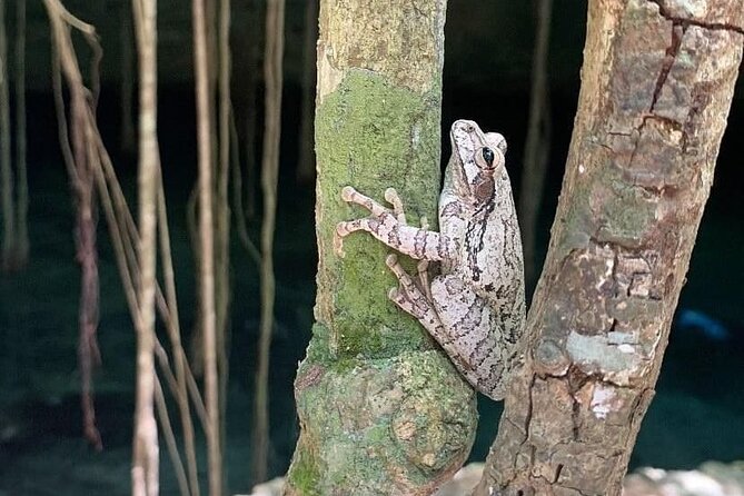Five Cenotes Jungle Experience in the Riviera Maya - Five stops create variety without a rushed schedule