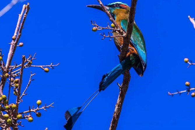 Five Cenotes Jungle Experience in the Riviera Maya - Is $149 good value?