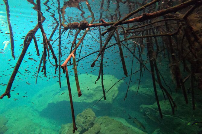 Freediving Intro for Beginners in a Cenote in Tulum Mexico - Moving through clear water and mangroves