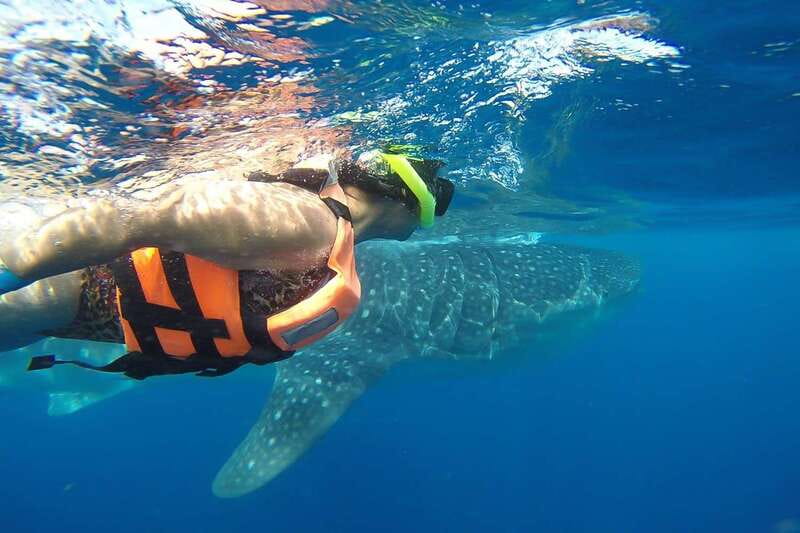 From Playa del Carmen: Whale Shark Tour - Key points to know before booking