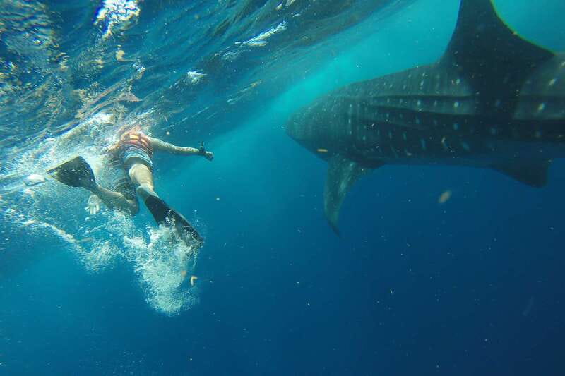 From Playa del Carmen: Whale Shark Tour - Meeting whale sharks in the Caribbean Sea