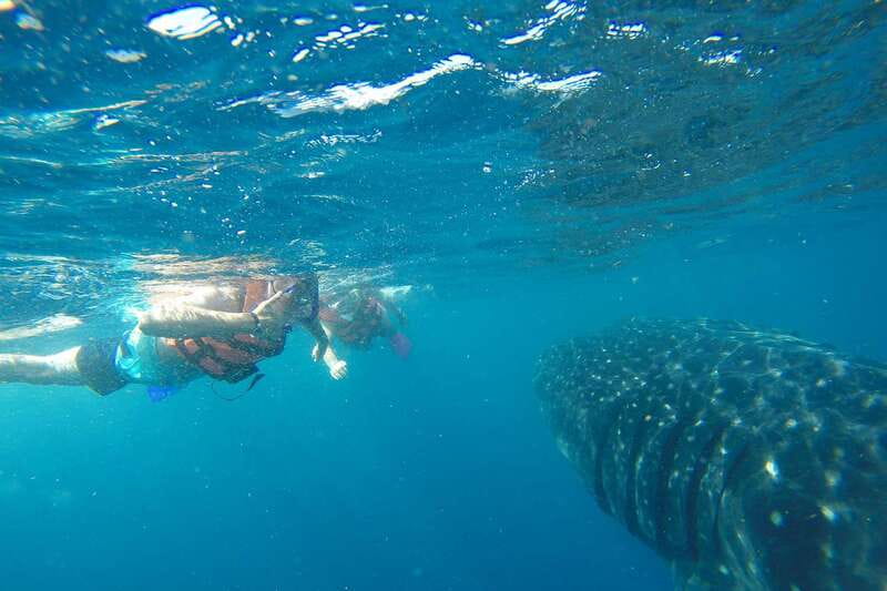 From Playa del Carmen: Whale Shark Tour - The whale shark encounter