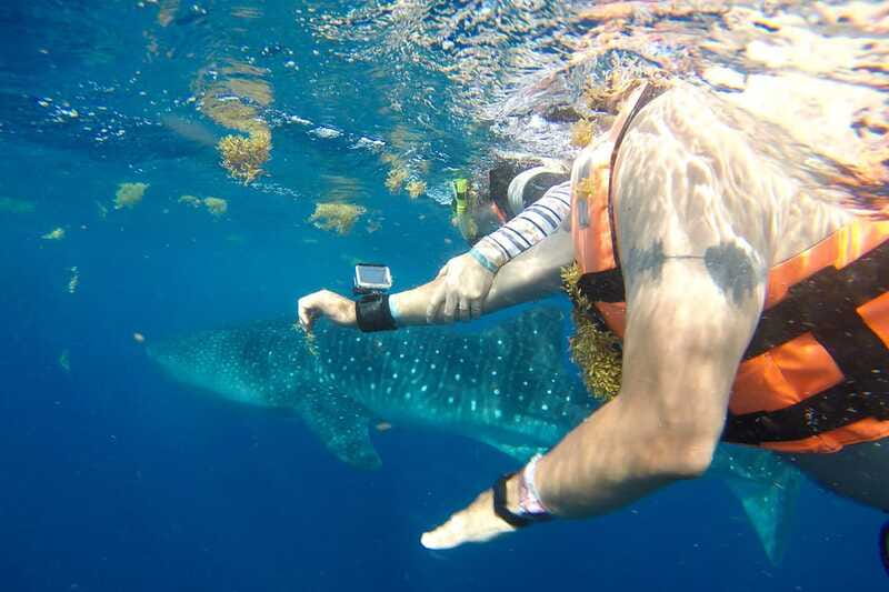 From Playa del Carmen: Whale Shark Tour - Lunch and clear water at Playa Norte