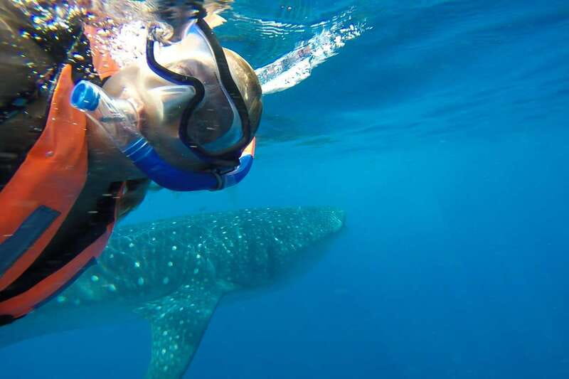 From Playa del Carmen: Whale Shark Tour - The ride back to Playa del Carmen