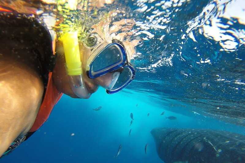 From Playa del Carmen: Whale Shark Tour - Is $195 a fair price?