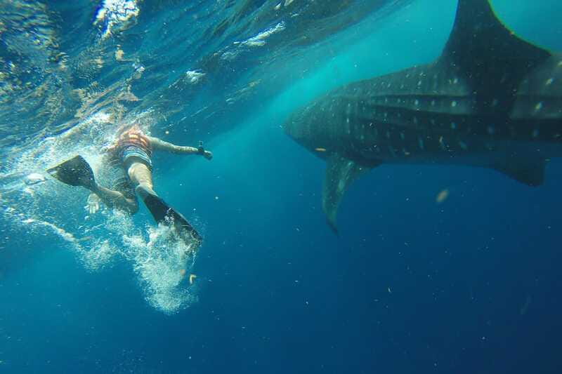 From Playa del Carmen: Whale Shark Tour - Who will enjoy this day most?