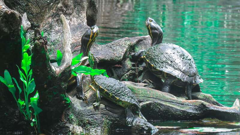 From Riviera Maya: 3 Cenotes Adventure Tour with Lunch - Key points at a glance
