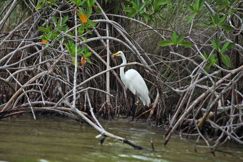 From Riviera Maya: Sian Ka'an Half Day Tour w/ Lunch - Boca Paila lagoon and the wildlife search