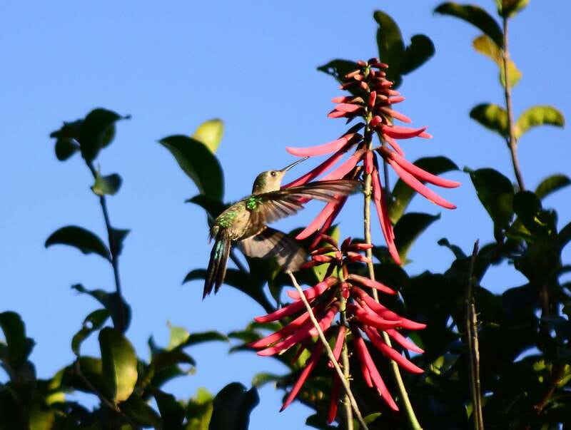From Riviera Maya : Sian Ka'an Muyil Birdwatching with Guide - Breakfast at 9:00 AM, simple but useful