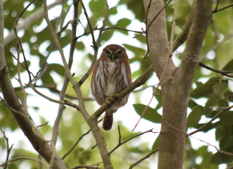 From Riviera Maya : Sian Ka'an Muyil Birdwatching with Guide - What the $119 price really includes