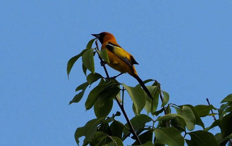 From Riviera Maya : Sian Ka'an Muyil Birdwatching with Guide - Who should book this morning tour?