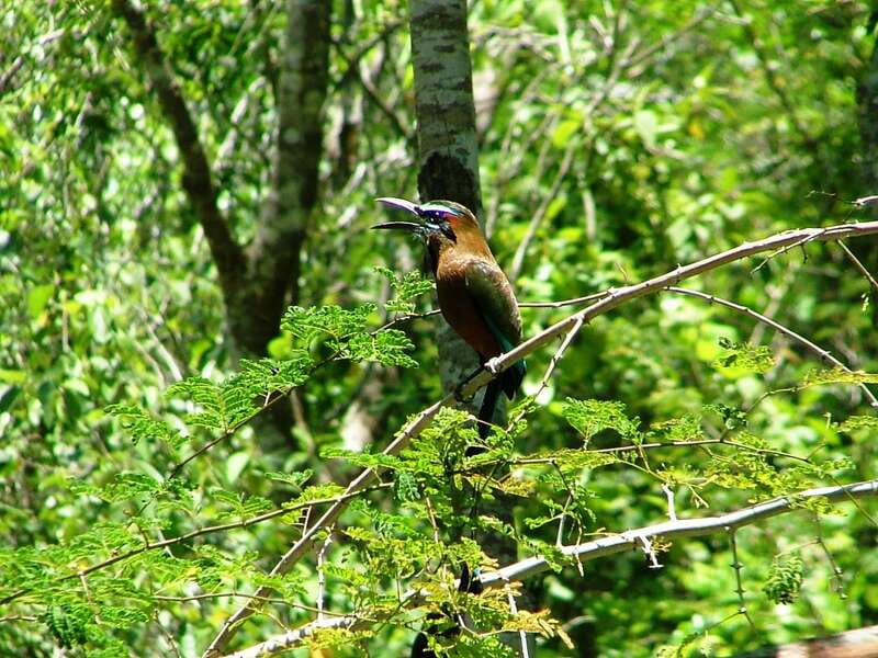 From Riviera Maya : Sian Ka'an Muyil Birdwatching with Guide - The 7:00 AM walk through the Maya community