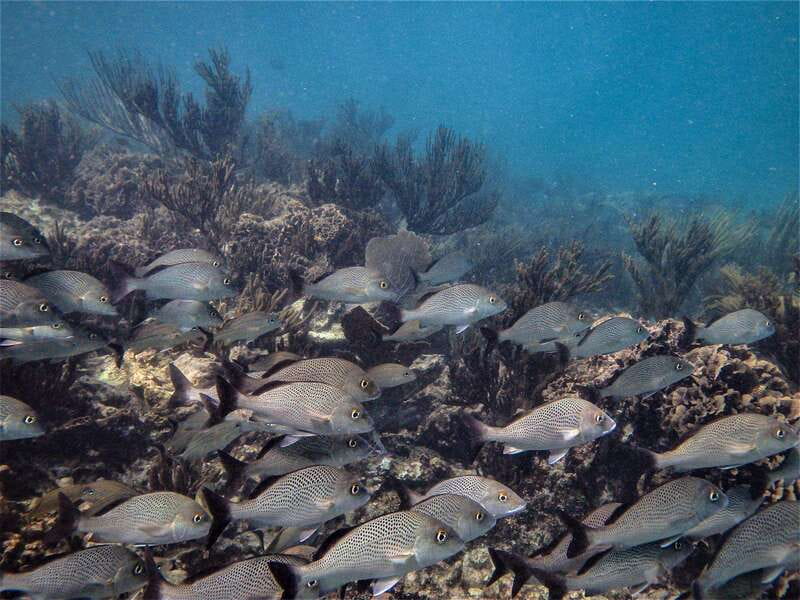 From Riviera Maya: Snorkeling & Private Cenote Half-Day Tour - Who should choose this tour