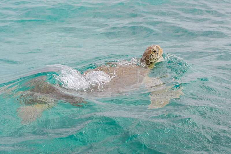 From Tulum: Sian Kaan Boat Trip Adventure with Lunch - What to pack for the boat