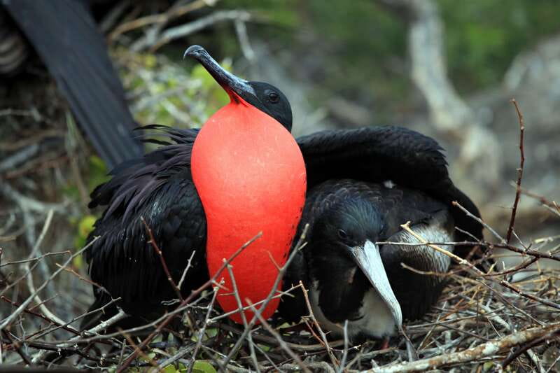 From Tulum: Sian Kaan Boat Trip Adventure with Lunch - Three hours of wildlife around the reserve