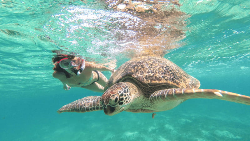 From Tulum: Tulum, Cenote and Turtle Swim Tour at Akumal - Key points to know before booking