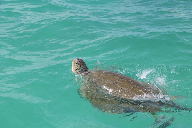Full Day Guided Tour to Sian Ka'an (short way) - Five hours inside Sian Ka’an