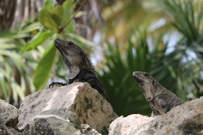 Full Day Guided Tour to Sian Ka'an (short way) - Leaving Playa del Carmen for the reserve