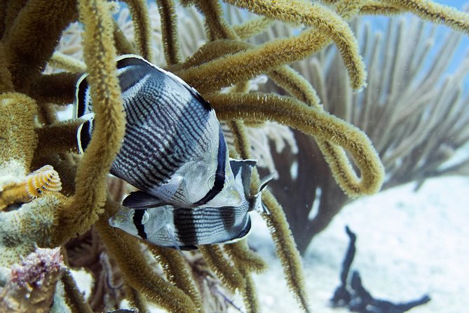 Full-Day Playa del Carmen Reef Diving Activity - From the Reef Marina to Open Water