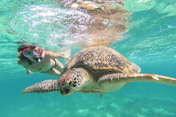 Full Day Tour to Tulum Cenote and Swim with Turtles in Akumal - Key points to know before booking