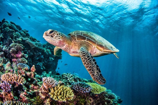 Full-dayTurtle Adventure: ATV, Zipline, Cenote & Turtle Swim - The ATV ride covers 20 kilometers